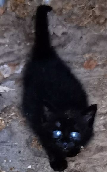 Foto einer schwarzen Katze
